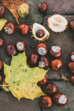 Kestane. Buckeyes. Sonbahar havası. Kestane ağacının yaprakları.