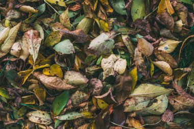 zeminde renkli sonbahar yaprakları