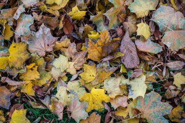 zeminde renkli sonbahar yaprakları