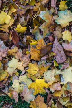 zeminde renkli sonbahar yaprakları