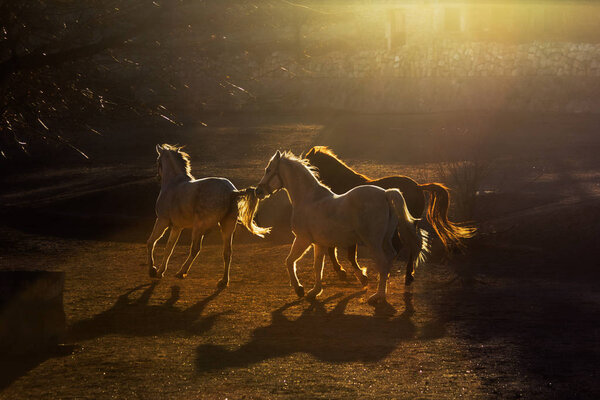 A group of beautiful horses running on the farm next to the stable at sunset in Cappadocia