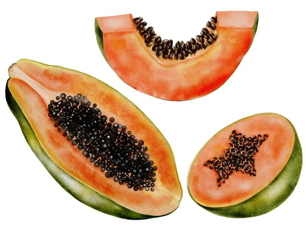 Papaya suluboya. Beyaz arka planda elle çizilmiş tropikal meyve. Logo, kozmetik ve ürün ambalajı için ideal. Yüksek kaliteli illüstrasyon