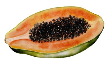 Papaya suluboya. Beyaz arka planda elle çizilmiş tropikal meyve. Logo, kozmetik ve ürün ambalajı için ideal. Yüksek kaliteli illüstrasyon