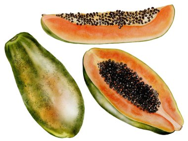 Papaya suluboya seti. Beyaz arka planda elle çizilmiş tropikal meyve. Logo, kozmetik ve ürün ambalajı için ideal. Yüksek kaliteli illüstrasyon
