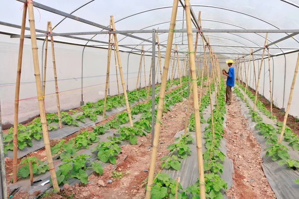 Kavun veya sera plantasyon içinde büyüyen plastik film ile kavun Malçlamanın.