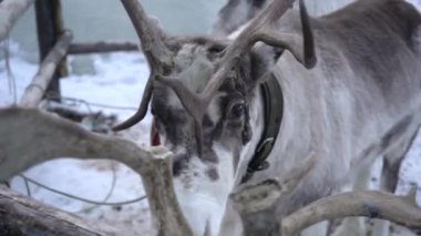 Geyik kış ormanında.