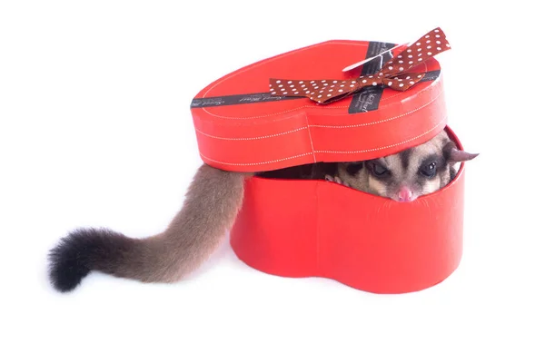 Sugar Glider Red Gift Box — Stock Photo, Image