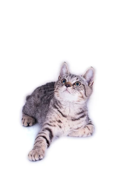 Cat Looking up — Stock Photo, Image