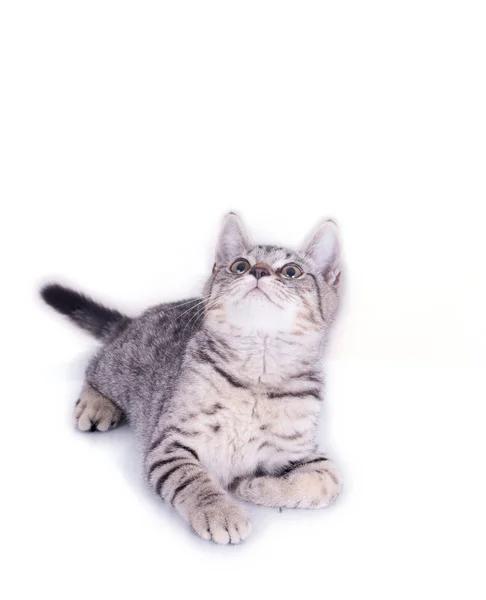 Cat Playing Looking White Background — Stock Photo, Image