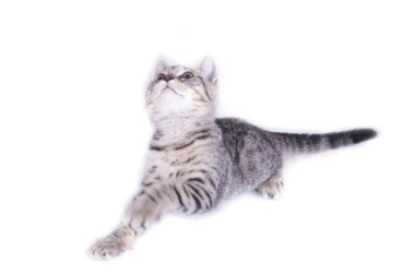 Kedi oyun ve beyaz arka plan üzerinde seyir.