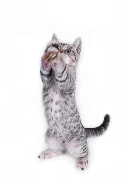 Cat Playing and looking up on white background — Stock Photo, Image