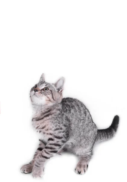 Gato Jogando e olhando para cima no fundo branco — Fotografia de Stock