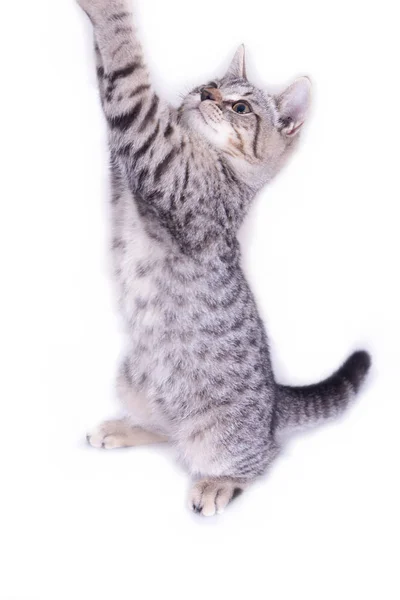 Gato Jugando Mirando Hacia Arriba Sobre Fondo Blanco —  Fotos de Stock