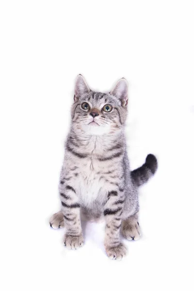 Cat Playing Looking White Background — Stock Photo, Image