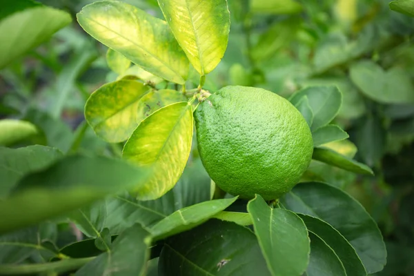 Close Verde Limone Bagliore Azienda Biologica — Foto Stock