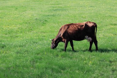 Yeşil çayırdaki inek.