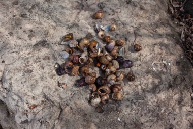 kayanın üzerinde kabukları