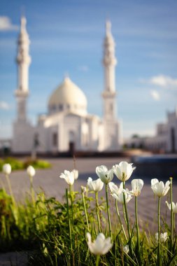 Lale arka planda beyaz Camii