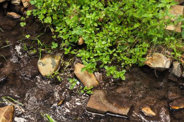 Ormanda küçük bir dere.