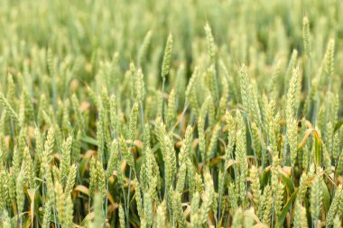 Genç buğday alanı