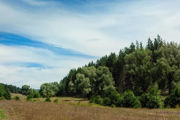 Floresta na colina — Fotografia de Stock