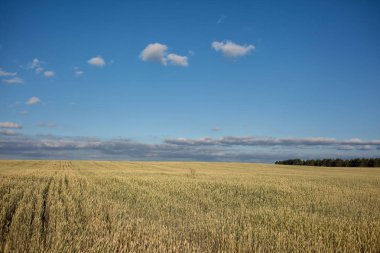 Gün ışığında yeşil buğday alanıyla. Genel planı