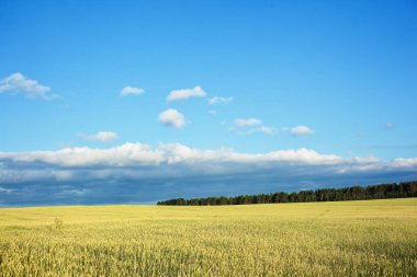 Buğday ışığında alanıyla. Genel planı