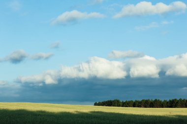 Buğday ışığında alanıyla. Genel planı