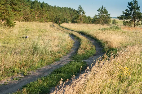 Cesta v poli s trávou. Poblíž borovice — Stock fotografie