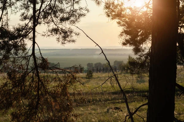 Silhueta de ramos de pinheiro. Pôr do sol. Campo. Verão — Fotografia de Stock