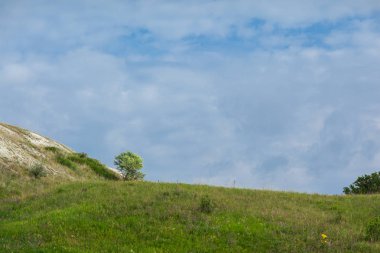 Yaz manzara. Yeşil bir tepede ağaç