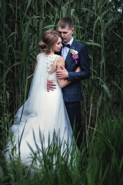 Foto jóvenes recién casados cerca de las cañas verdes altas —  Fotos de Stock