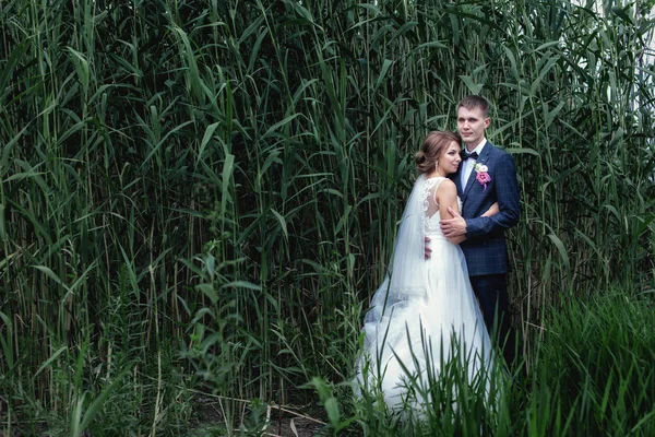 Foto jong pasgetrouwden in de buurt van hoog groen riet — Stockfoto