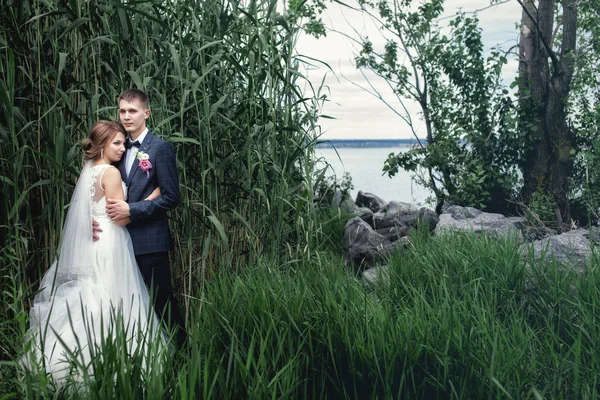 Foto jóvenes recién casados cerca de las cañas verdes altas —  Fotos de Stock