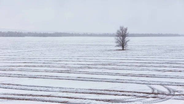 Акварель пейзаж одинокое мертвое дерево в зимний сезон. — стоковое фото