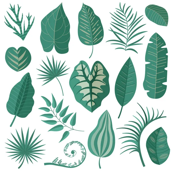 Set de colección de hojas tropicales — Vector de stock