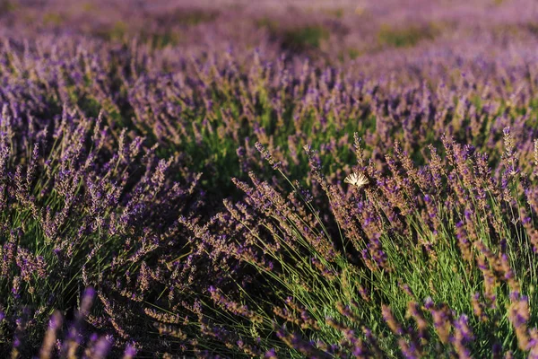 Franse lavendel bloeiende struiken met vlinder — Stockfoto