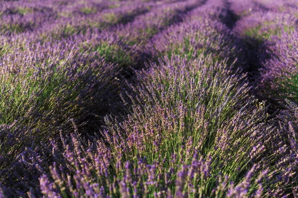 Blommande lavendel fält rader närbild — Stockfoto