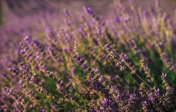 Bloeiende lavendel Bush close-up bekijken — Stockfoto