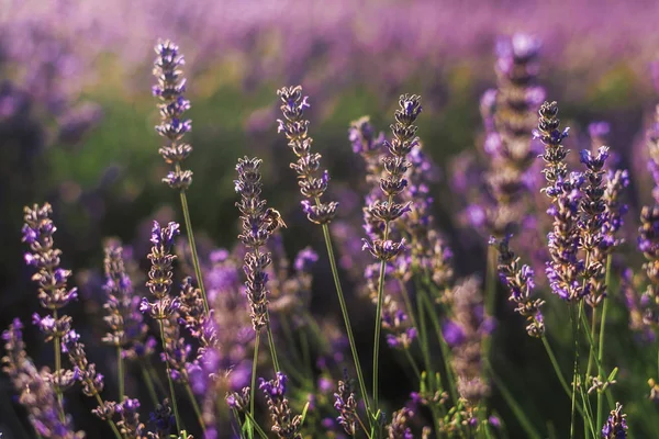 Blooming Lavender Bush Closeup with Honeybee