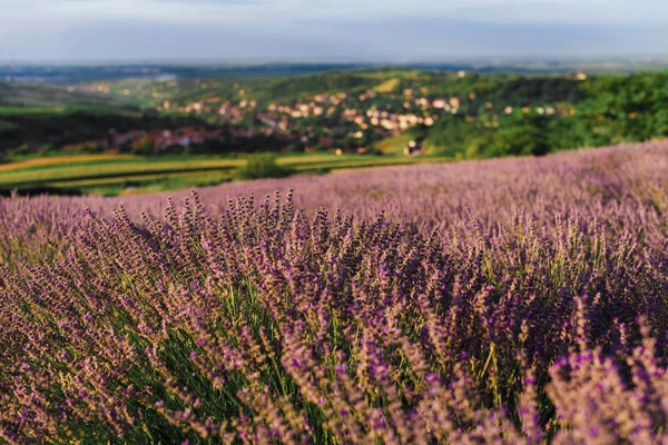 Campo de lavanda floreciente en la luz de la noche —  Fotos de Stock