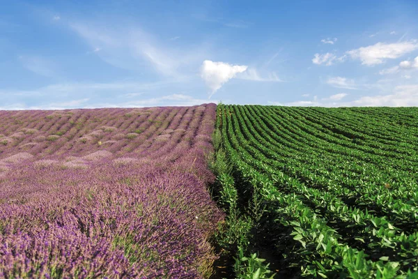Lavendel en Bean veld landschap — Stockfoto