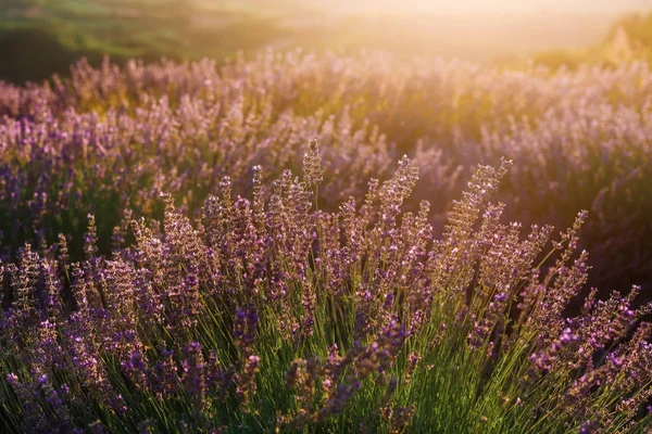 Lavendel Bush close-up in de avondlicht — Stockfoto