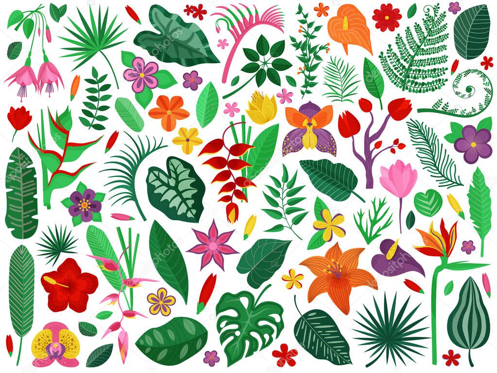 Rainforest Flowers and Leaves Collection