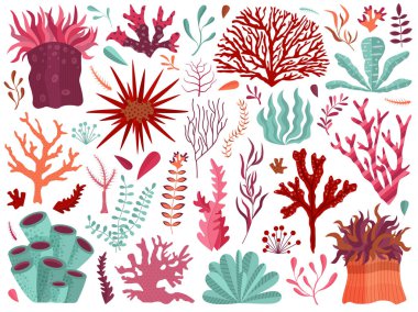 Seaweeds ve Anemones ile Sualtı mercan resifi
