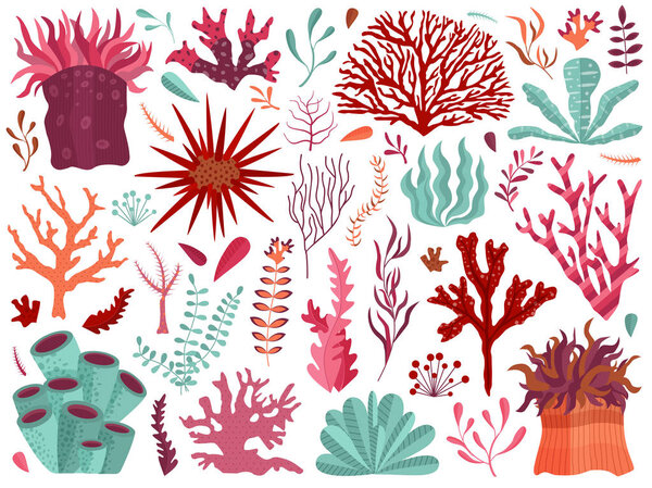 Underwater Coral Reef with Seaweeds and Anemones