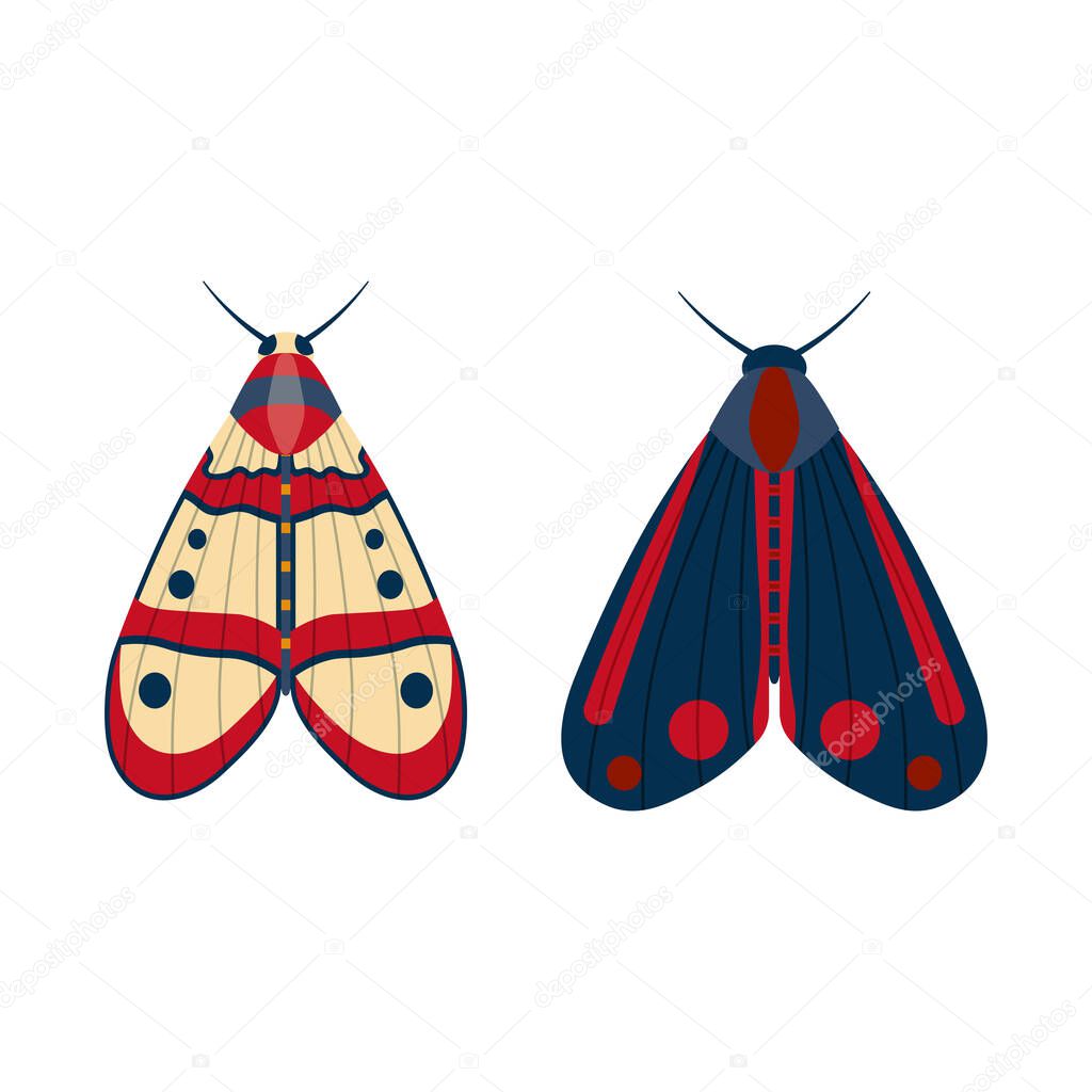 Colorful Tropical Butterfly Moth Icons in Cartoon