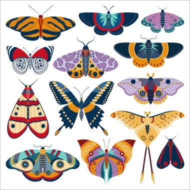 Tropic Butterfly and Exotic Moth Colored Set clipart
