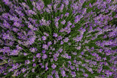 Lavanta tarlası. Güzel lavanta kokulu çiçekler açan. Lavanta mor aromatik çiçek ve seçici odak Çalılar kadar yakın