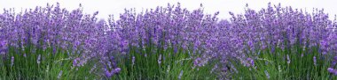 Lavanta mavisi, tarlada turkuaz çiçekler. Yatay uzun posterler, tebrik kartları, web sitesi, afiş, tasarım sitesi için çiçek arkaplanı, bloglar, vs.